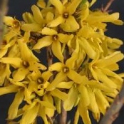 Forsythia x intermedia Casque d'or � 'Courdijau' cov 