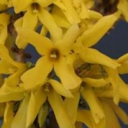 Forsythia x intermedia Casque d'or � 'Courdijau' cov 