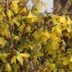 Forsythia x intermedia 'Lynwood'