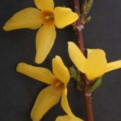 Forsythia x intermedia Week End � 'Courtalyn' cov 