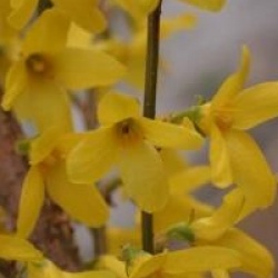 Forsythia x intermedia Week End � 'Courtalyn' cov 