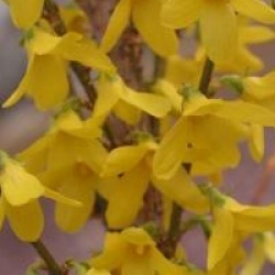 Forsythia x intermedia Week End � 'Courtalyn' cov 