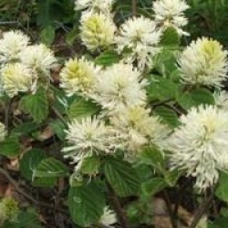 Fothergilla gardenii 'Blue Mist' - Fothergilla Blue Mist
