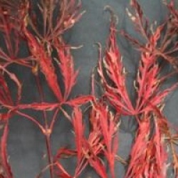 �rable du Japon Crimson Queen