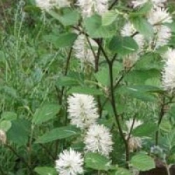 Fothergilla gardenii 'Blue Mist'