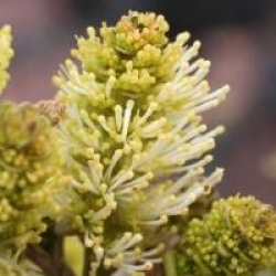 Fothergilla gardenii 'Blue Mist'