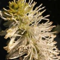 Fothergilla gardenii 'Blue Mist'