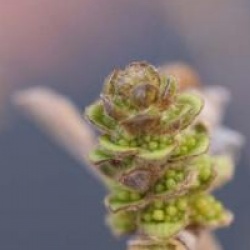 Fothergilla gardenii 'Blue Mist'
