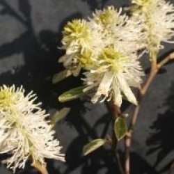 Fothergilla gardenii 'Blue Mist'