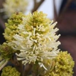Fothergilla major