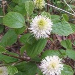 Fothergilla major