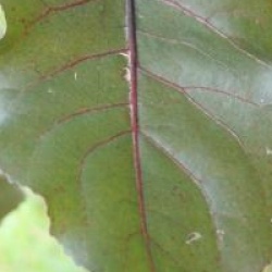 Populus deltoides 'Purple Tower'