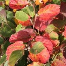 Fothergilla major