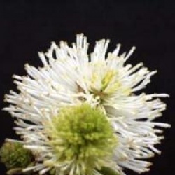 Fothergilla major
