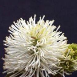 Fothergilla major