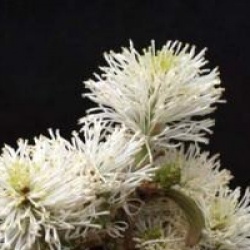 Fothergilla major