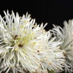 Fothergilla major