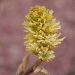 Fothergilla 'Mount Airy'