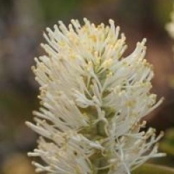 Fothergilla 'Mount Airy'