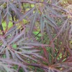 Acer palmatum var. dissectum 'Garnet'