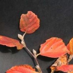 Fothergilla 'Mount Airy'