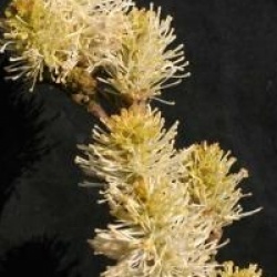 Fothergilla 'Mount Airy'