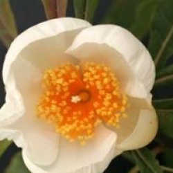 Franklinia alatamaha