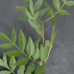 Fraxinus xanthoxyloides 