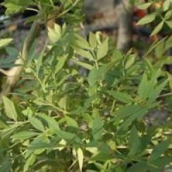 Fraxinus xanthoxyloides 