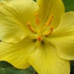 Fremontodendron California Glory