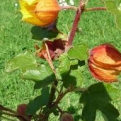 Fremontodendron 'California Glory'