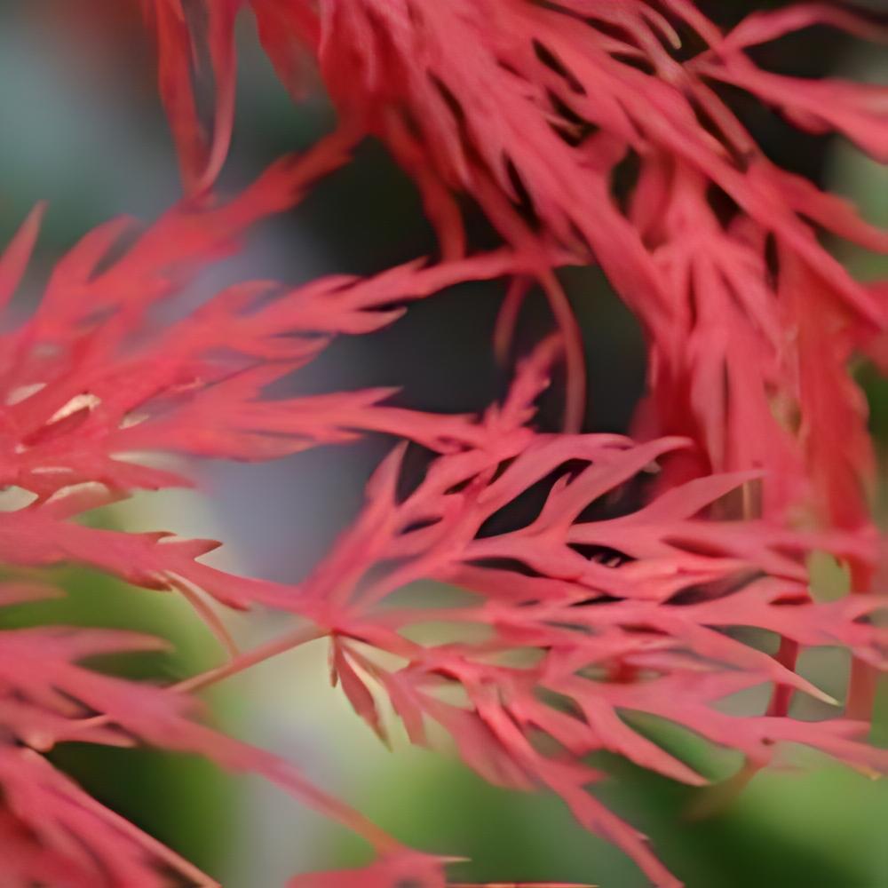 Acer palmatum var. dissectum 'Garnet' - �rable du Japon Garnet