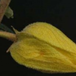 Fremontodendron 'California Glory'