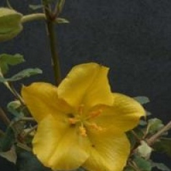 Fremontodendron 'California Glory'