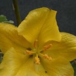 Fremontodendron 'California Glory'