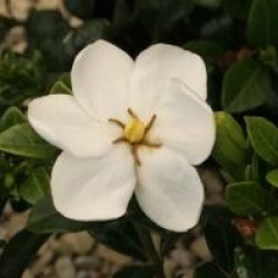 Gardenia jasminoides 'Kleim's Hardy'