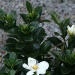 Gardenia jasminoides 'Kleim's Hardy'