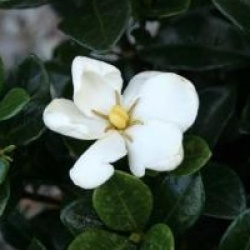 Gardenia jasminoides 'Kleim's Hardy'