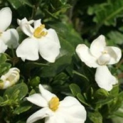 Gardenia jasminoides 'Kleim's Hardy'