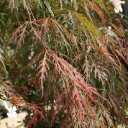 Acer palmatum var. dissectum 'Garnet'