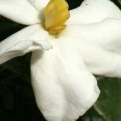 Gardenia jasminoides 'Kleim's Hardy'