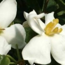 Gardenia jasminoides 'Kleim's Hardy'