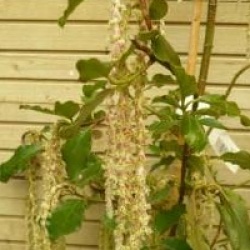 Garrya elliptica