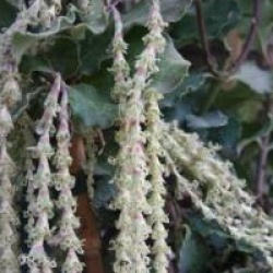 Garrya elliptica