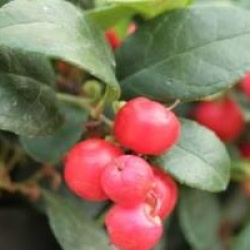 Gaultheria procumbens