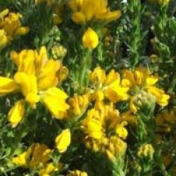 Genista hispanica  - Gen�t d'Espagne