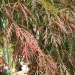 Acer palmatum var. dissectum 'Garnet'