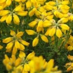 Genista hispanica 