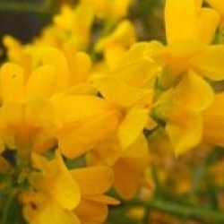 Genista lydia