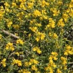 Genista lydia